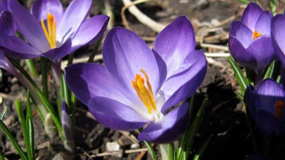 Spring: Crocus